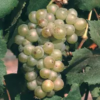 L’assyrtiko est une variété assez peu productive, avec des grappes compactes.