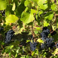 Éliminer le feuillage permet d'offrir une plus grande visibilité sur les grappes et donc un ramassage plus efficace.