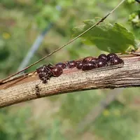 La cochenille du cornouiller (Parthenolecanium corni) est celle que l’on retrouve un peu dans tous les vignobles.