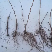 Les trois ceps de gauche, issus d'un bouturage à trois yeux classique, ont un chevelu racinaire beaucoup moins dense que les trois pieds de droite, pr