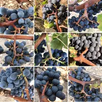 La rafle, quand elle est bien utilisée, apporte fraîcheur et complexité. De plus en plus de vignerons y reviennent.