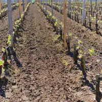 Un jugement a confirmé que la non-conformité aux critères d'éligibilité d'une partie d'une demande d'aide FranceAgriMer peut amener à devoir restituer