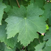 Les grosses feuilles du castets le protègent du soleil.