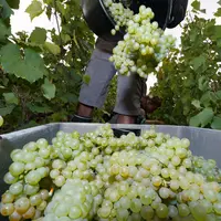 Les domaines conquis par la vendange manuelle nocturne avancent un gain en efficacité.