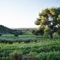 L'outil de régulation mis en place pour l'IGP méditerranée rosé ne modifie pas la déclaration de récolte mais détermine une réserve au-delà d'un seuil