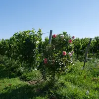 La cave coopérative de Tutiac teste l'encapsulation de peroxyde d'hydrogène sur son domaine expérimental.