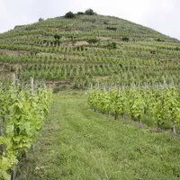 Les vignes en échalas ont un aspect esthétique indéniable.