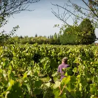 Avec le partenariat noué entre l'AOP cheverny et l'association de start-up La Wine Tech, les producteurs vont pouvoir repérer et tester des solutions