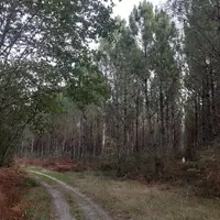 Il est possible de transformer gratuitement une parcelle de vigne en forêt de pins en faisant appel à Alliance Forêts Bois.