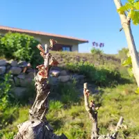Suite à un épisode de gel dévastateur, il est possible d'obtenir une remise de fermage à certaines conditions.