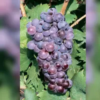 Les grappes du rivairenc sont grosses et compactes, et la peau des baies est fine.