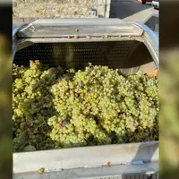 Le domaine Paul Gadenne est équipé d'un pressoir à membrane centrale, qui n'assèche pas suffisamment les jacquères et les roussannes.