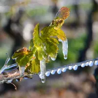 Weenat propose un service permettant d'estimer les risques de survenue d'épisodes climatiques à une échelle locale et à un horizon de dix, vingt ou tr