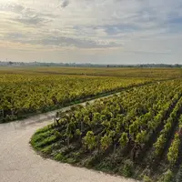 Le château Pontet-Canet dispose d'un vaste réseau de géothermie, courant sous les allées des parcelles de vigne.