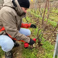 Le sécateur électrique sans fil de Mage a une lame assez fine et pointue qui permet de bien pénétrer au cœur du cep.