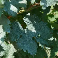 La bouillie est mieux étalée sur la feuille grâce à l'effet thixotrope de l'adjuvant LE 846.