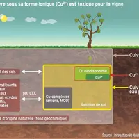 Seul le cuivre sous sa forme ionique (Cu2 +) est toxique pour la vigne