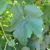 Les feuilles de lilaro sont rondes, avec des sinus latéraux peu prononcés.