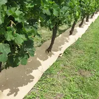 Plusieurs types de mulch, paillage ou couverture du cavaillon sont en test, comme ici le feutre.