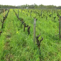Couverts végétaux et enherbement sont des leviers d'accroissement du stockage carbone que la viticulture peut actionner.