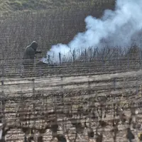 Selon l'outil GES & Vit de l'IFV, opter pour le broyage des sarments plutôt que pour le brûlage aboutit à un bilan net de 582,5 kgCO2eq par hectare et