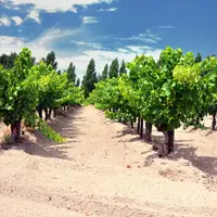 Les terroirs de sable font partie des rares qui peuvent accueillir des vignes en franc de pied sans danger, car le phylloxéra ne peut y creuser de gal