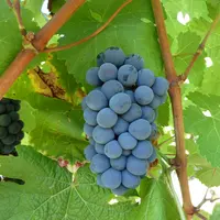 Les grappes du tardif sont compactes mais peu nombreuses par pied.