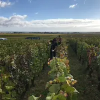Les scientifiques de l'Inrae ont prélevé des échantillons de sol dans cent-cinqunate parcelles en Bourgogne et en Alsace pour en analyser la microbiol