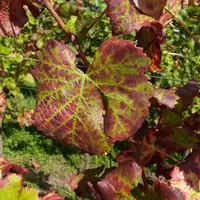 Le virus de l'enroulement provoque un enroulement du bord des feuilles vers la face inférieure et un rougissement des feuilles.