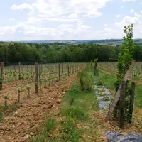 Une évolution de la densité de plantation prévue par un cahier des charges est l'une des expérimentations qui pourront être testées par le dispositif