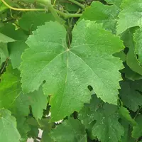 Les feuilles adultes du cépage grec moschofilero ont une couleur vert franc.