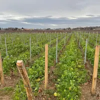 L'enherbement fait partie des pratiques culturales favorisant la captation de l'eau pluviale dans les vignes.