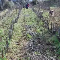 Une fois les parcelles prospectées et les ceps repérés, les bois de taille sont récupérés pour être conservés avant multiplication et greffage.