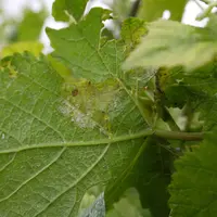 Le mildiou, qui aime la chaleur mais aussi l'humidité, pourrait exercer une pression de plus en plus variable à l'avenir.