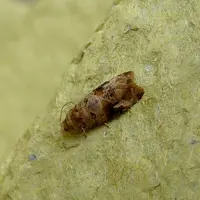 Le ver de grappe eudémis, selon les modélisations, devrait être de moins en moins synchronisé avec le cycle de la vigne dans les vignobles méridionaux
