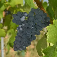 La variété sirano présente des grappes compactes et des baies de taille moyenne.