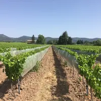 Les filets paragrêle protègent efficacement les vignes.