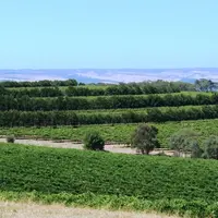 Dans la McLaren Vale, en Australie, des rangées d'arbres sont implantées au milieu des vignes, afin de servir d'ombrage et de brise-vent.