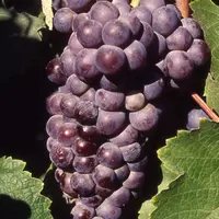 Les baies de la counoise sont de forme arrondie. Ses grappes sont de taille moyenne.