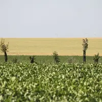Dans le cadre d'un bail, les aménagements d'agroforesterie s'envisagent de façon variable selon que l'intention de plantation intervient alors que le