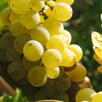 Si la demande est validée par l'INAO, les Crus de l'anjou blanc seront élaborés uniquement à partir de chenin. © FAN DE CHENIN