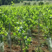 Parcelle de vigne en IGP charentais Saint-Sornin en Charente Reportage sur la relance de cette dénomination en mai 2020.