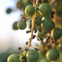 Accident physiologique de la vigne dans le vignoble bordelais. Coulure. Défaut de fécondation entraînant l'avortement du fruit. Grains de raisin au st