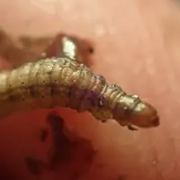 Sur les premiers stades larvaires, la chenille se nourrit du miellat sécrété par les pucerons ou les cochenilles.