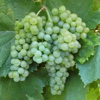 L’apport d’azote foliaire à la véraison permet de produire des vins blancs plus aromatiques.