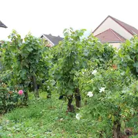 Les vignes à proximité d'habitations deviennent un véritable casse-tête à traiter.