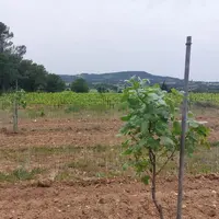 Plusieurs vignobles cherchent aujourd'hui à identifier des cultures alternatives et complémentaires de celle de la vigne. Dans le Vaucluse, le pistach