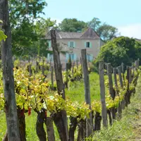 Le vignoble de Bergerac travaille sur quatre dénominations géographiques complémentaires. Celle de l'aire d'Issigeac pourrait être la première à about