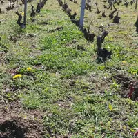 Si l'Inao le valide, le cru Chénas pourra bientôt disposer de vignes taillées en guyot simple.