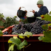 viticulture. vendanges en Champagne. vendangeur au travail dans les vignes. récolte du Pinot meunier. raisin noir. emploi saisonnier. vendange. vigne.